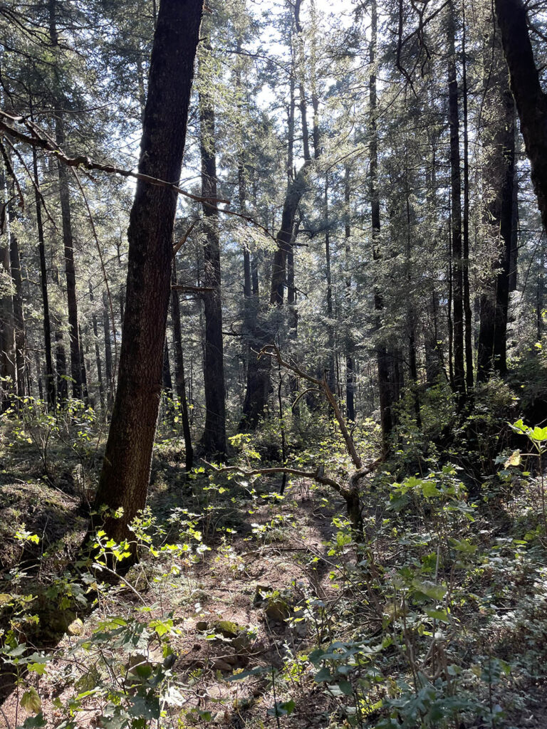 Dinamos Paisaje Arboles